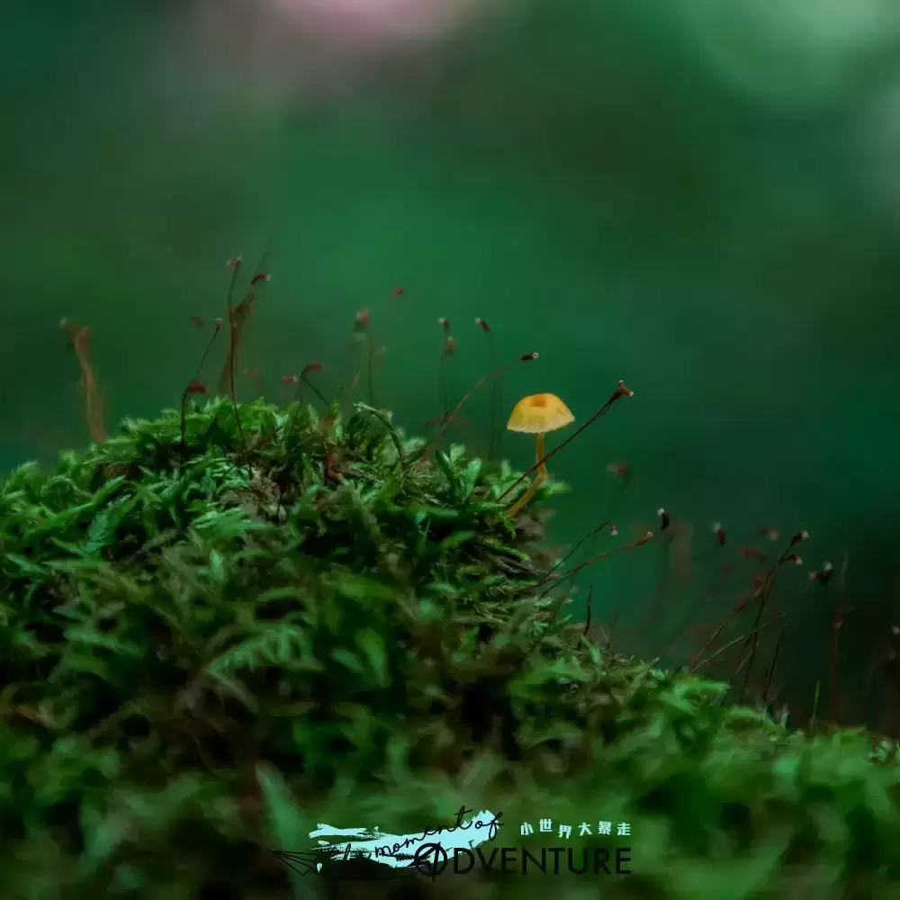 奧入瀨溪流 奧入瀨溪流