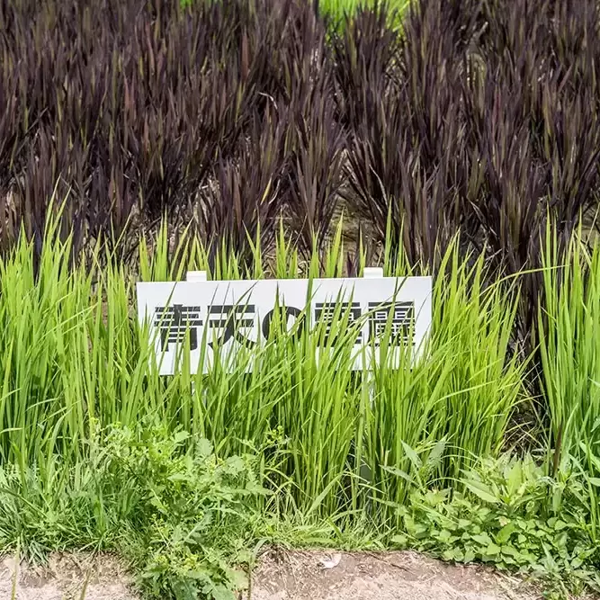 田舎館村田んぼアート藝術田園展 田舎館村田んぼアート藝術田園展