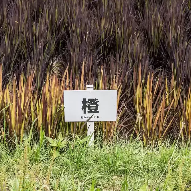 田舎館村田んぼアート藝術田園展 田舎館村田んぼアート藝術田園展