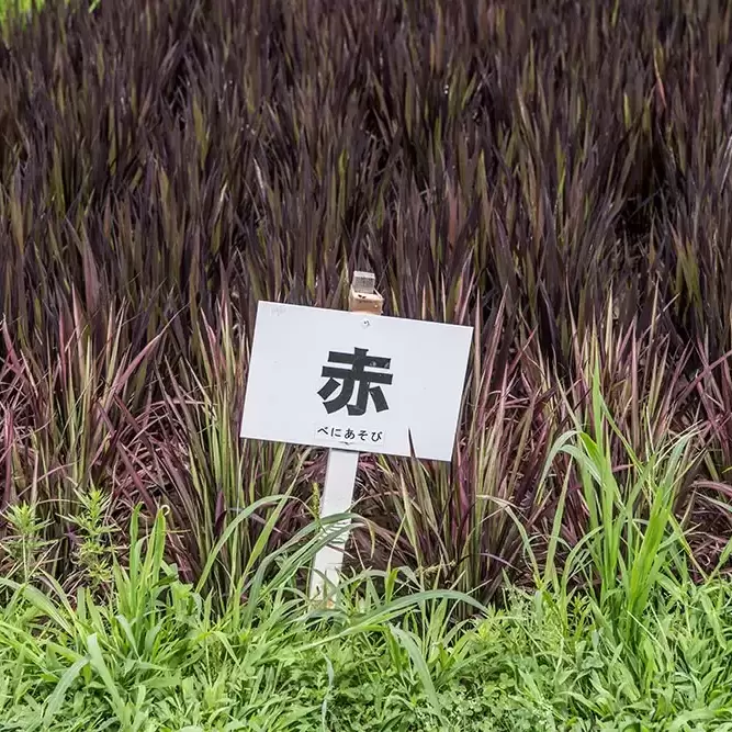 田舎館村田んぼアート藝術田園展 田舎館村田んぼアート藝術田園展