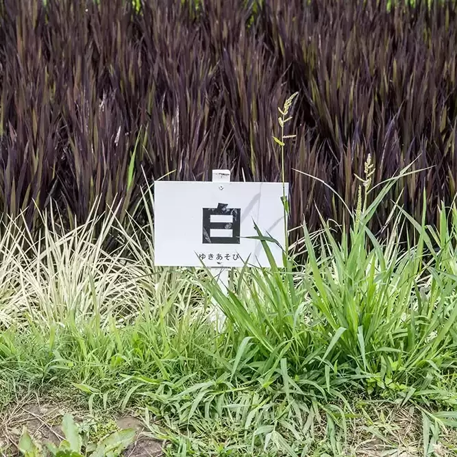 田舎館村田んぼアート藝術田園展 田舎館村田んぼアート藝術田園展