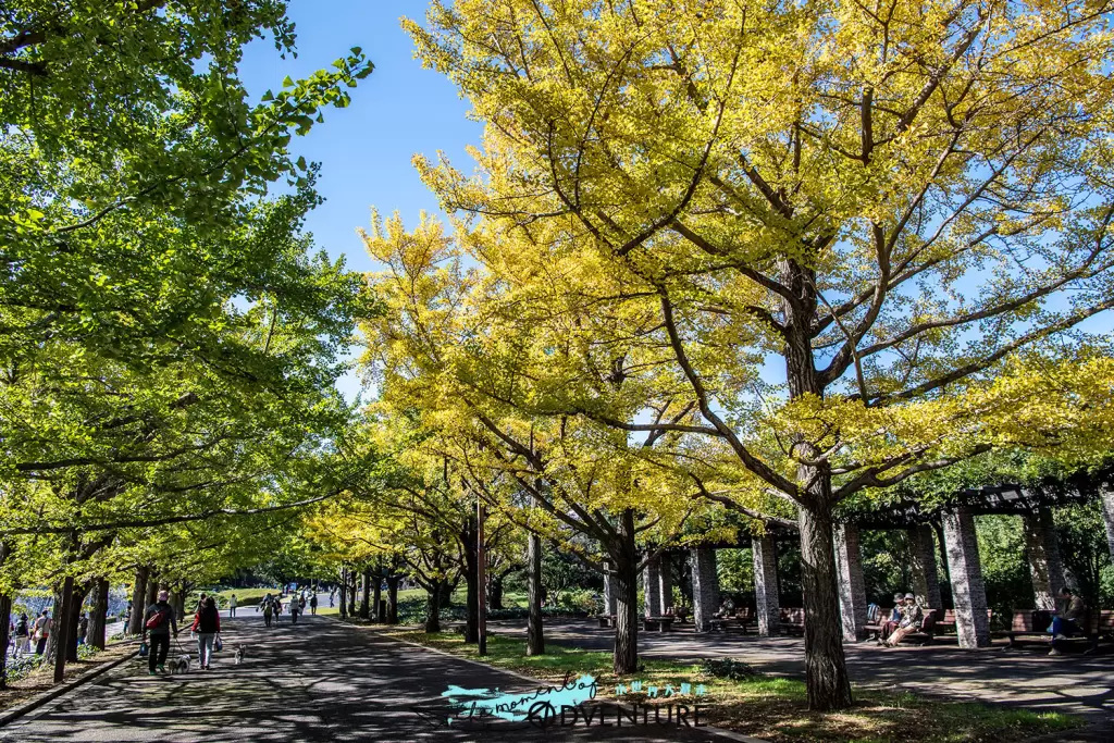 国営昭和記念公園