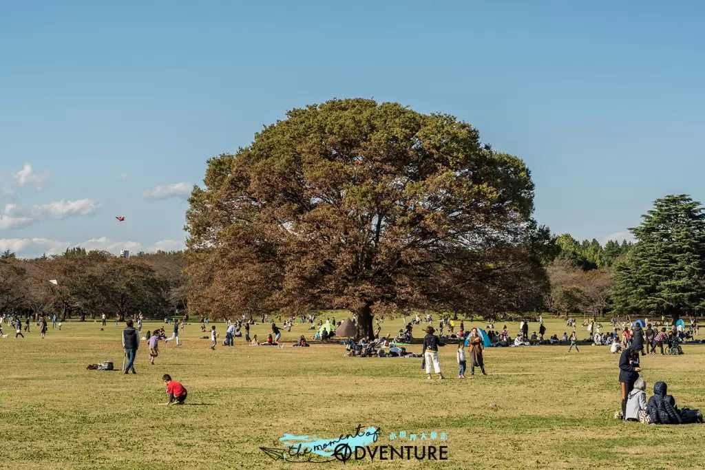 國營昭和紀念公園 国営昭和記念公園 Showa Kinen Park