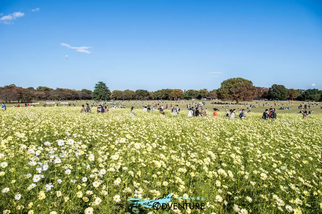 国営昭和記念公園