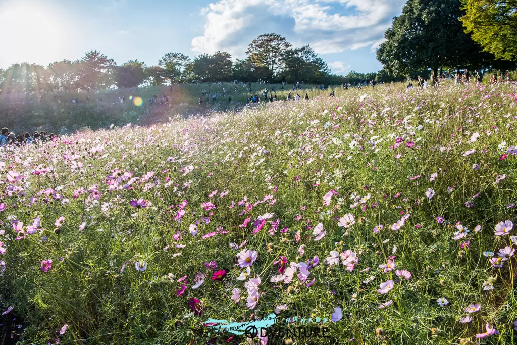 国営昭和記念公園