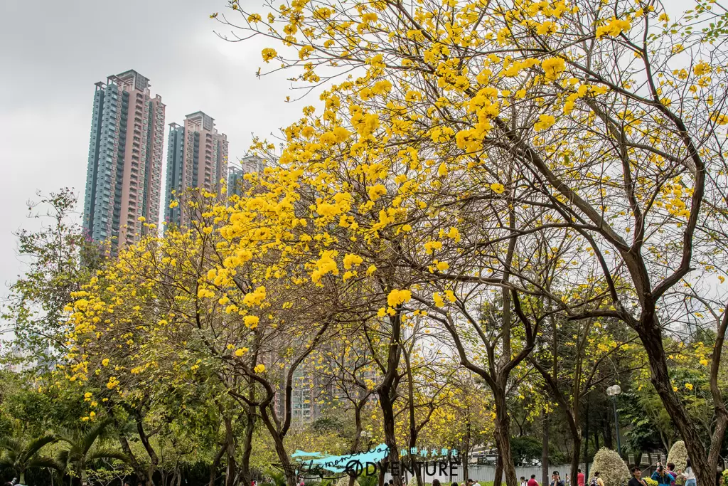 南昌公園黃花風鈴木