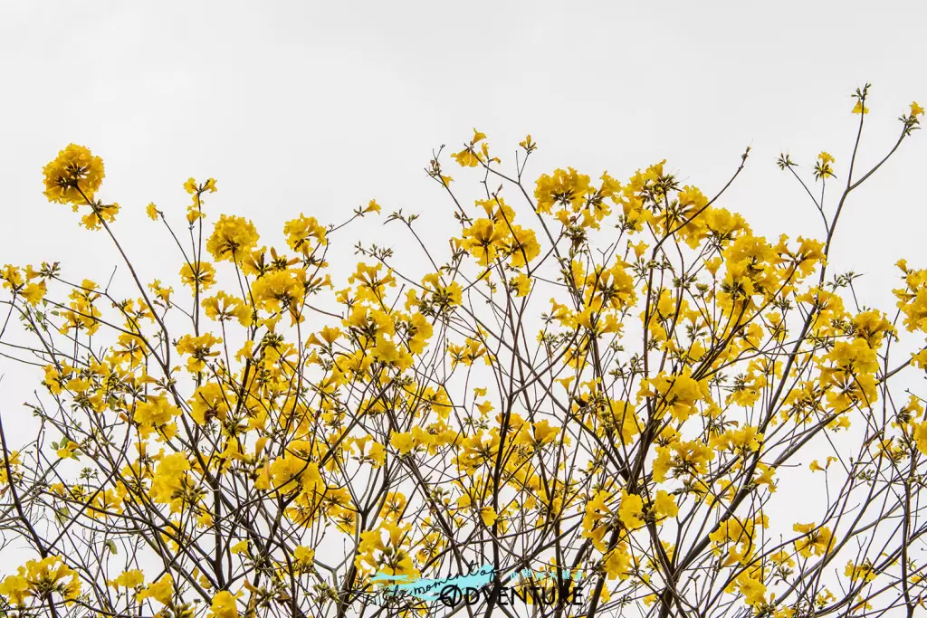 南昌公園黃花風鈴木
