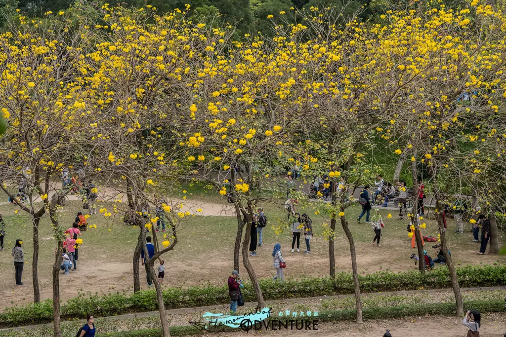 南昌公園黃花風鈴木