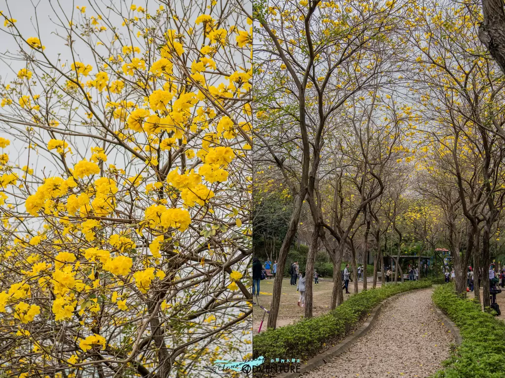 南昌公園黃花風鈴木