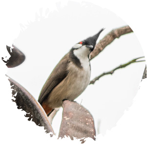 紅耳鵯 Red-whiskered Bulbul