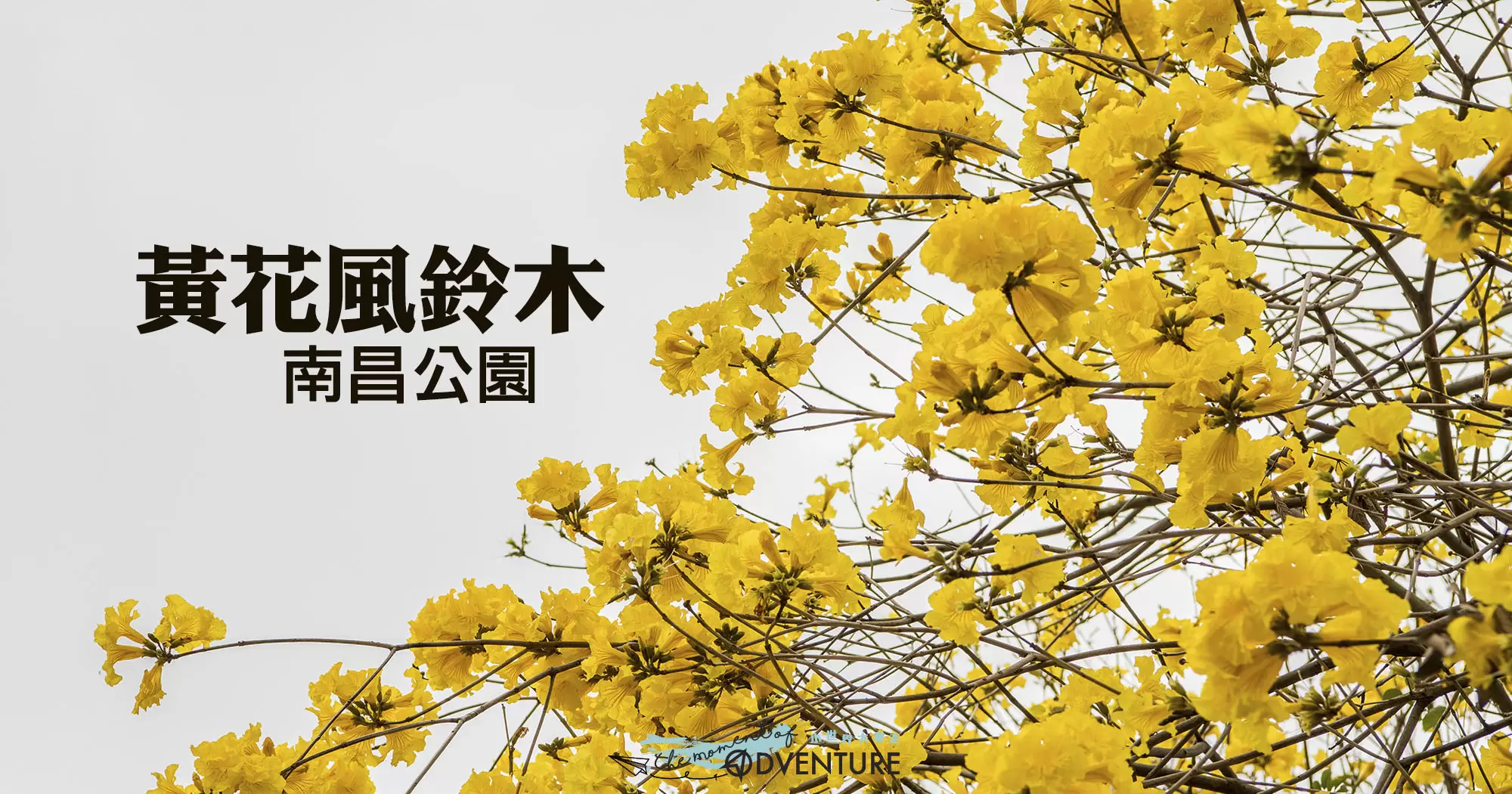 南昌公園黃花風鈴木