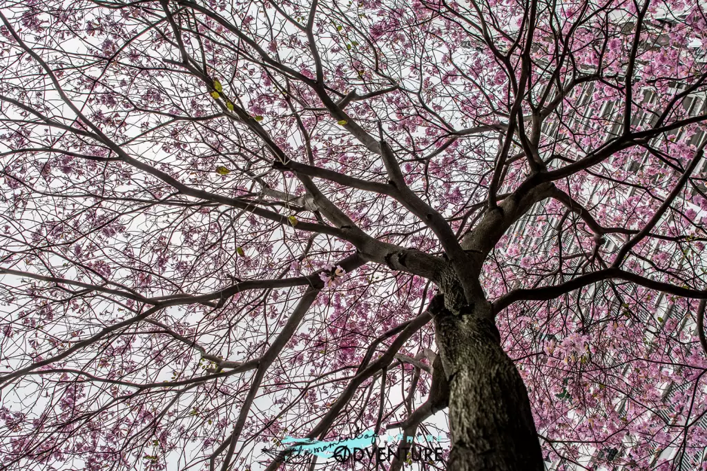 葵芳邨紅花風鈴木