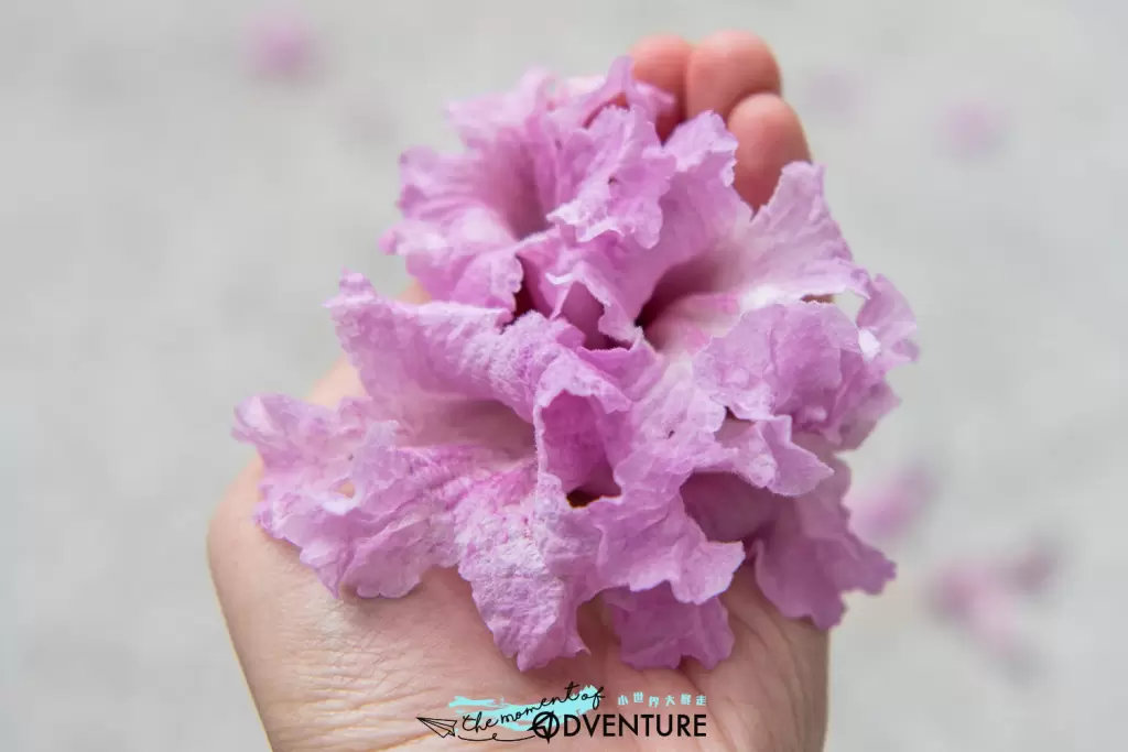 葵芳邨紅花風鈴木