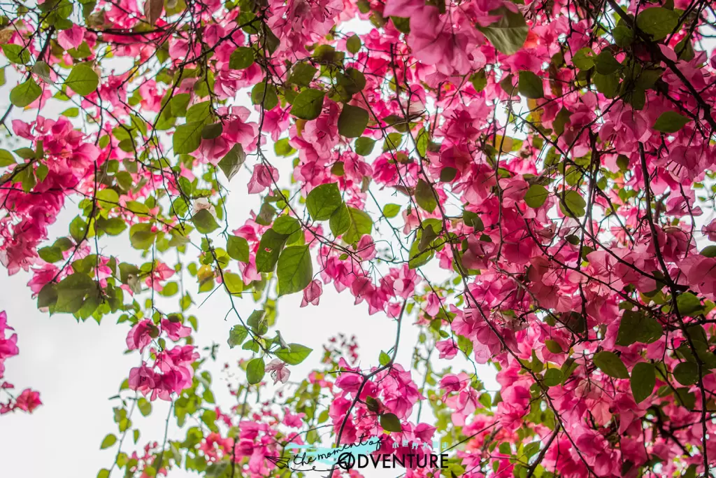 元州邨簕杜鵑花