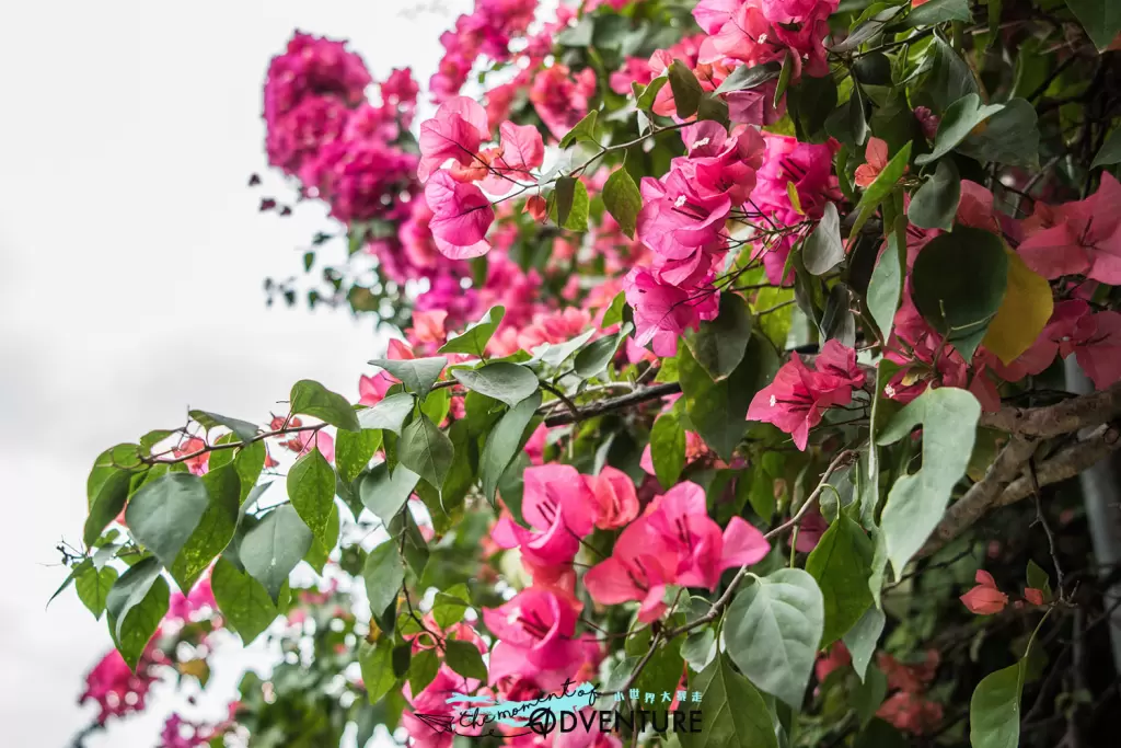 元州邨簕杜鵑花
