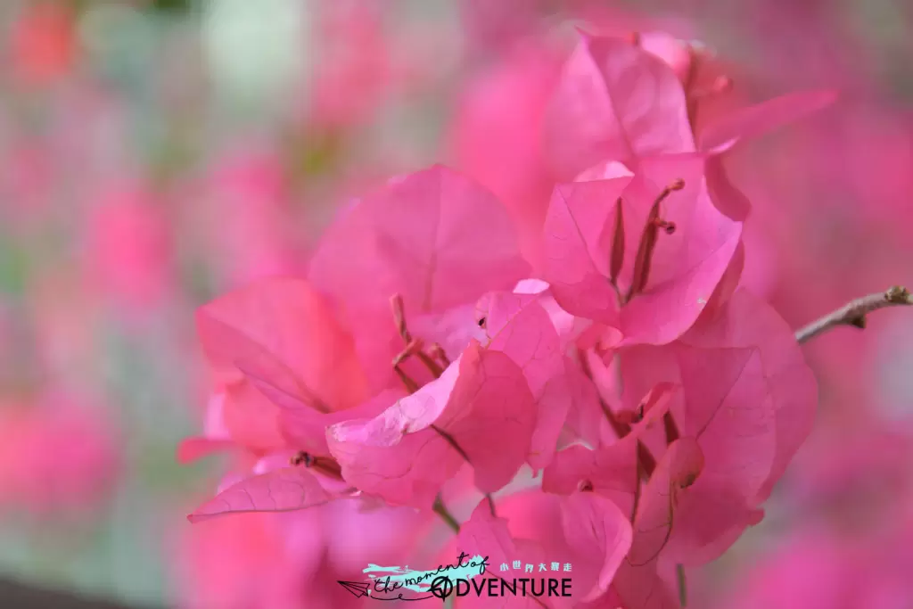 元州邨簕杜鵑花