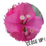 元州邨簕杜鵑花