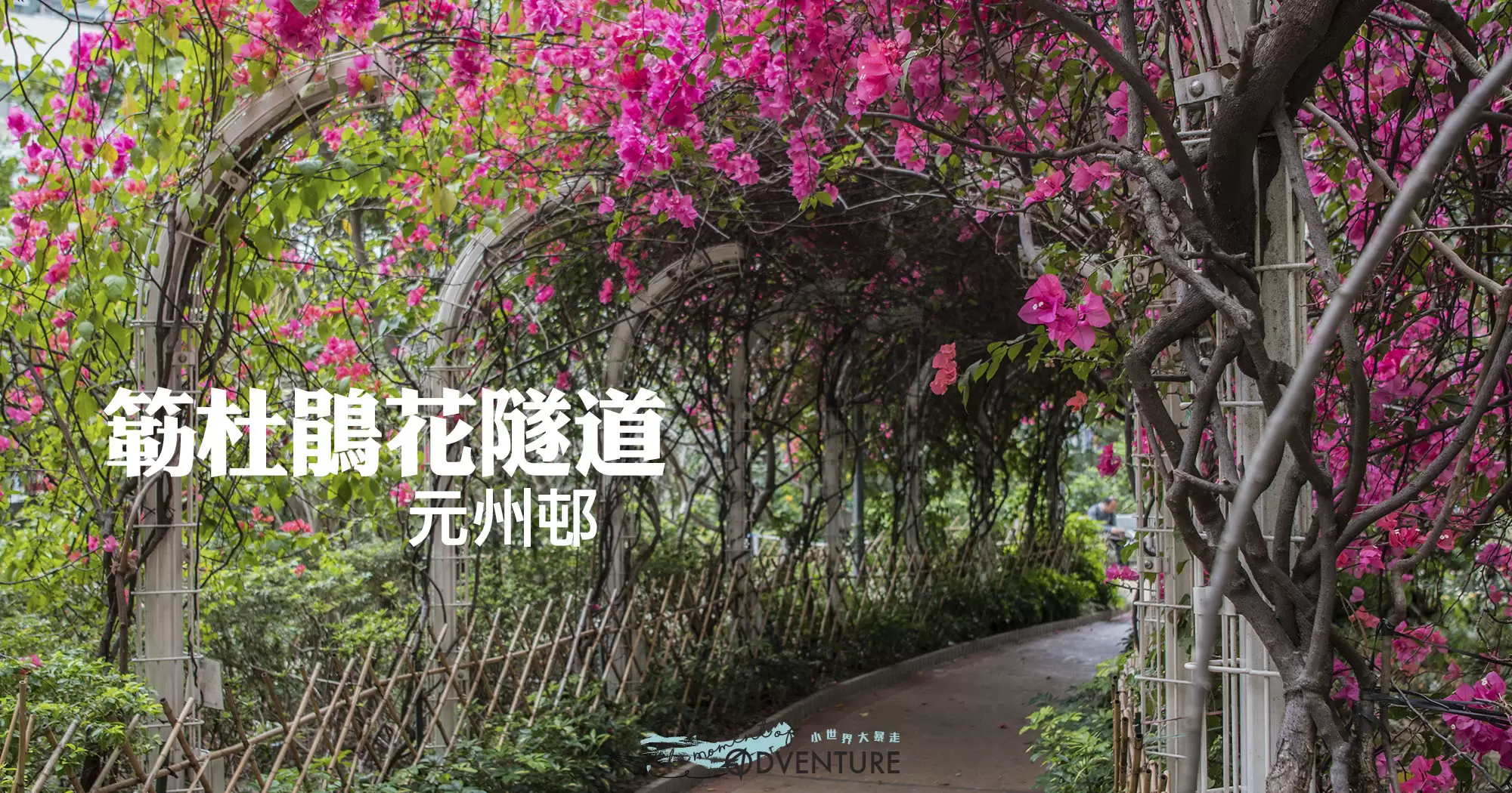 元州邨簕杜鵑花
