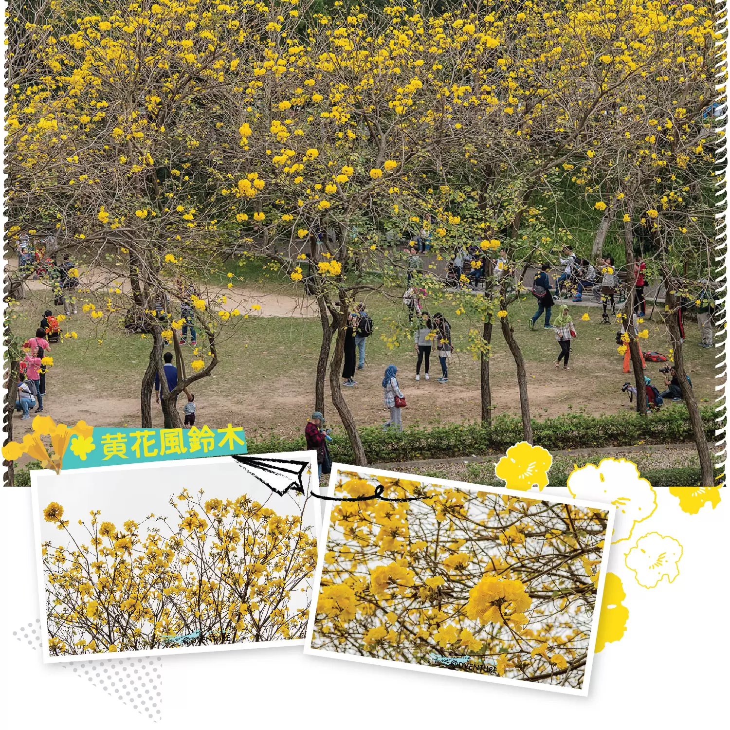 南昌公園黃花風鈴木