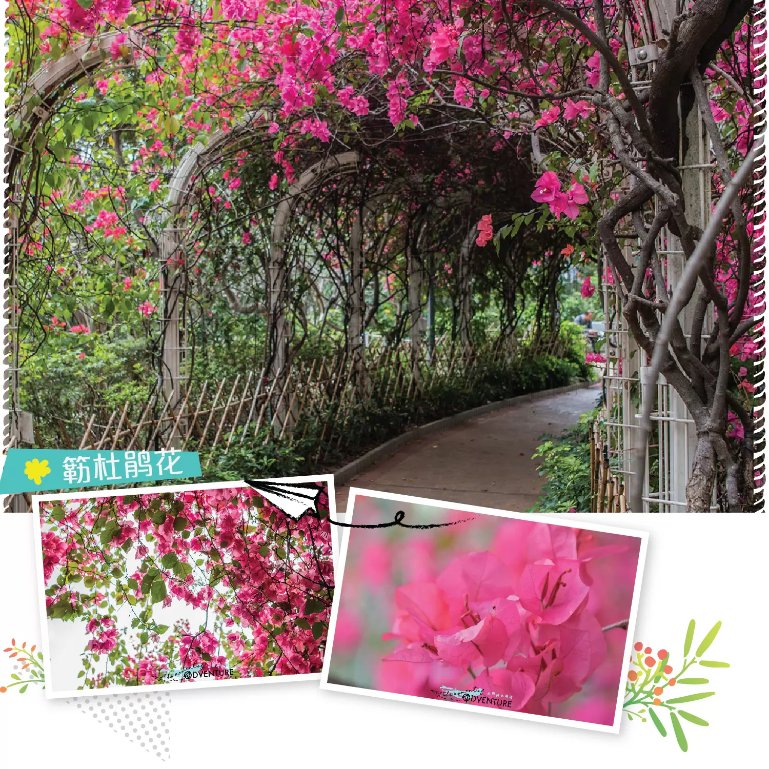 元州邨簕杜鵑花