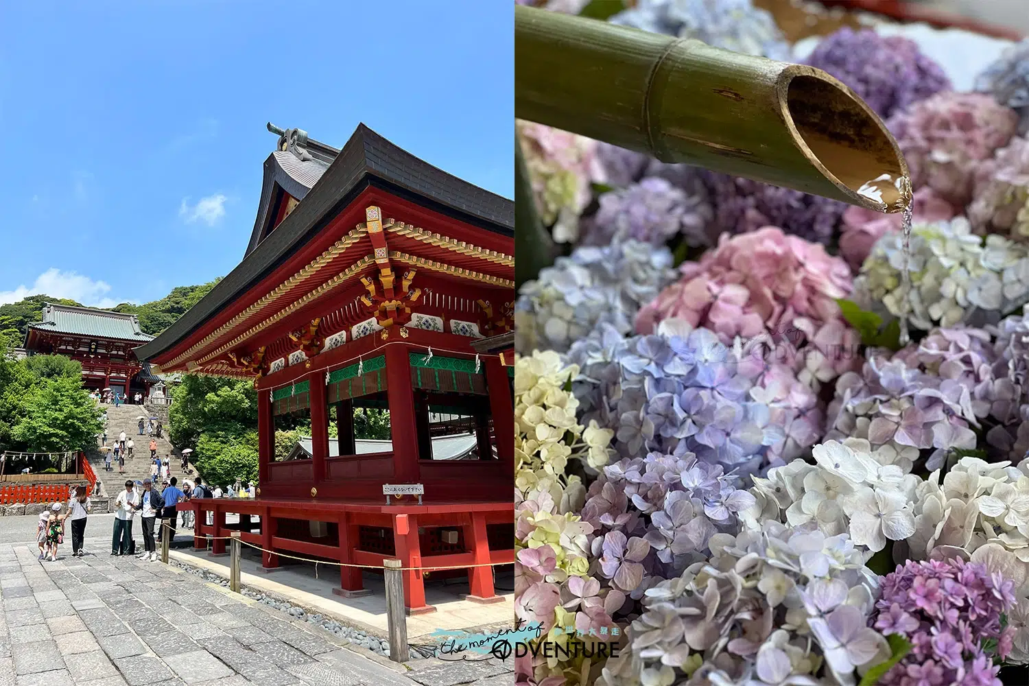 日本神奈川開成町あじさいの里紫陽球花祭