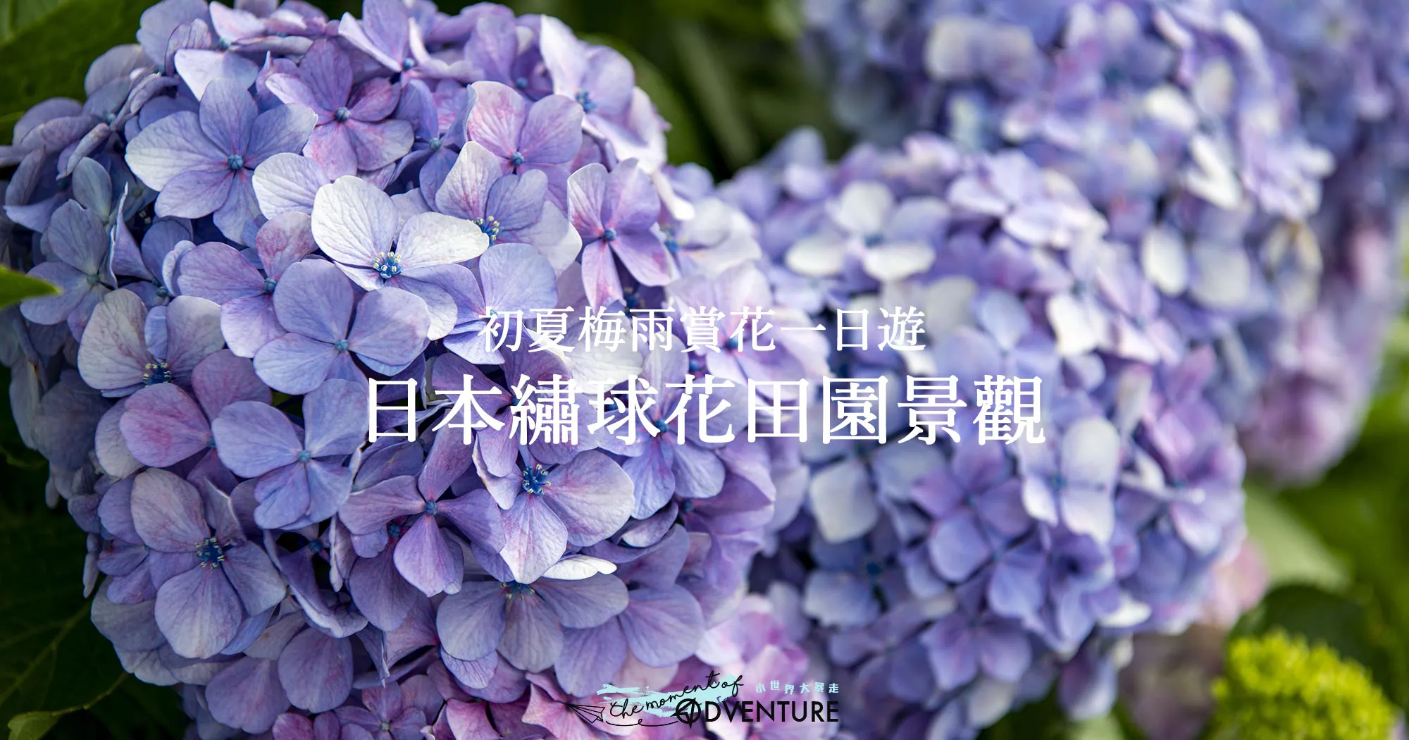 日本神奈川開成町あじさいの里紫陽花祭