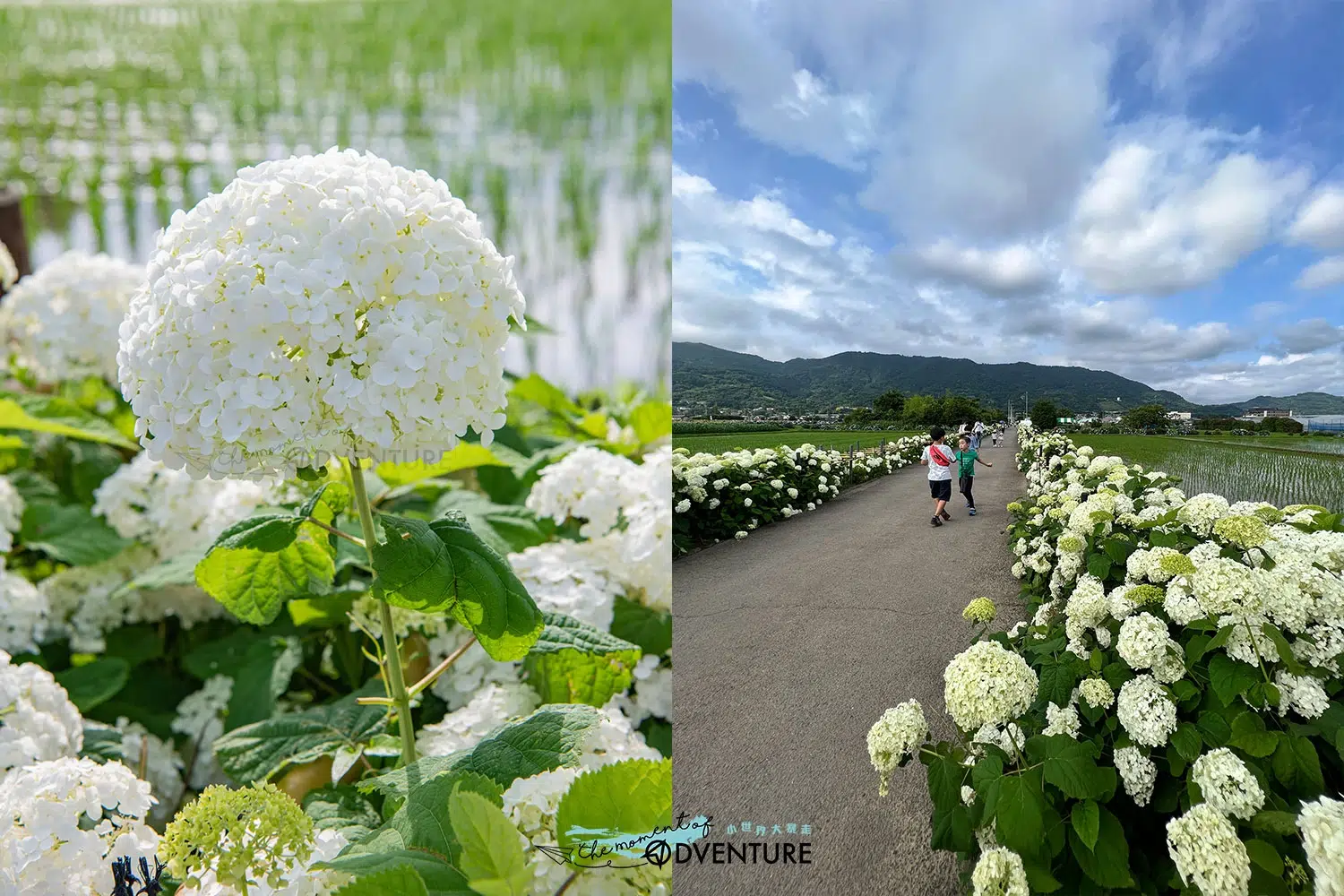 日本神奈川開成町あじさいの里紫陽球花祭