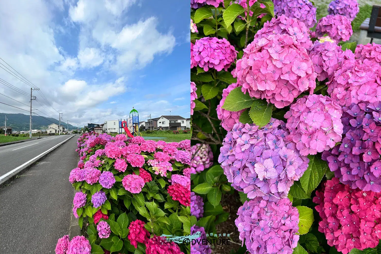 日本神奈川開成町あじさいの里紫陽球花祭