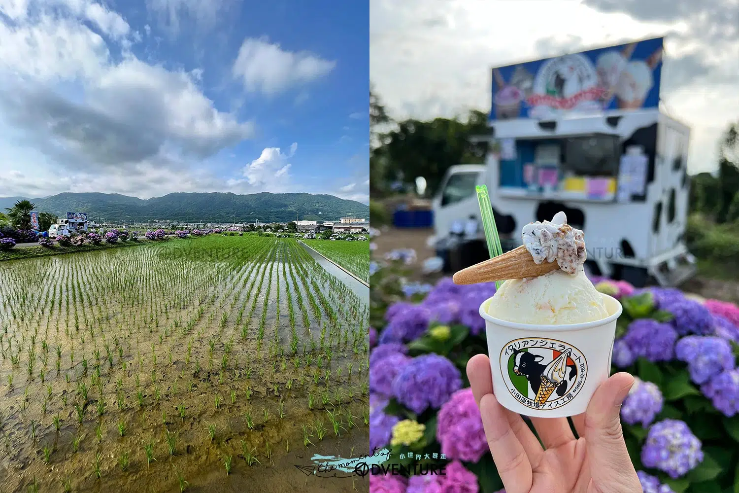 日本神奈川開成町あじさいの里紫陽球花祭