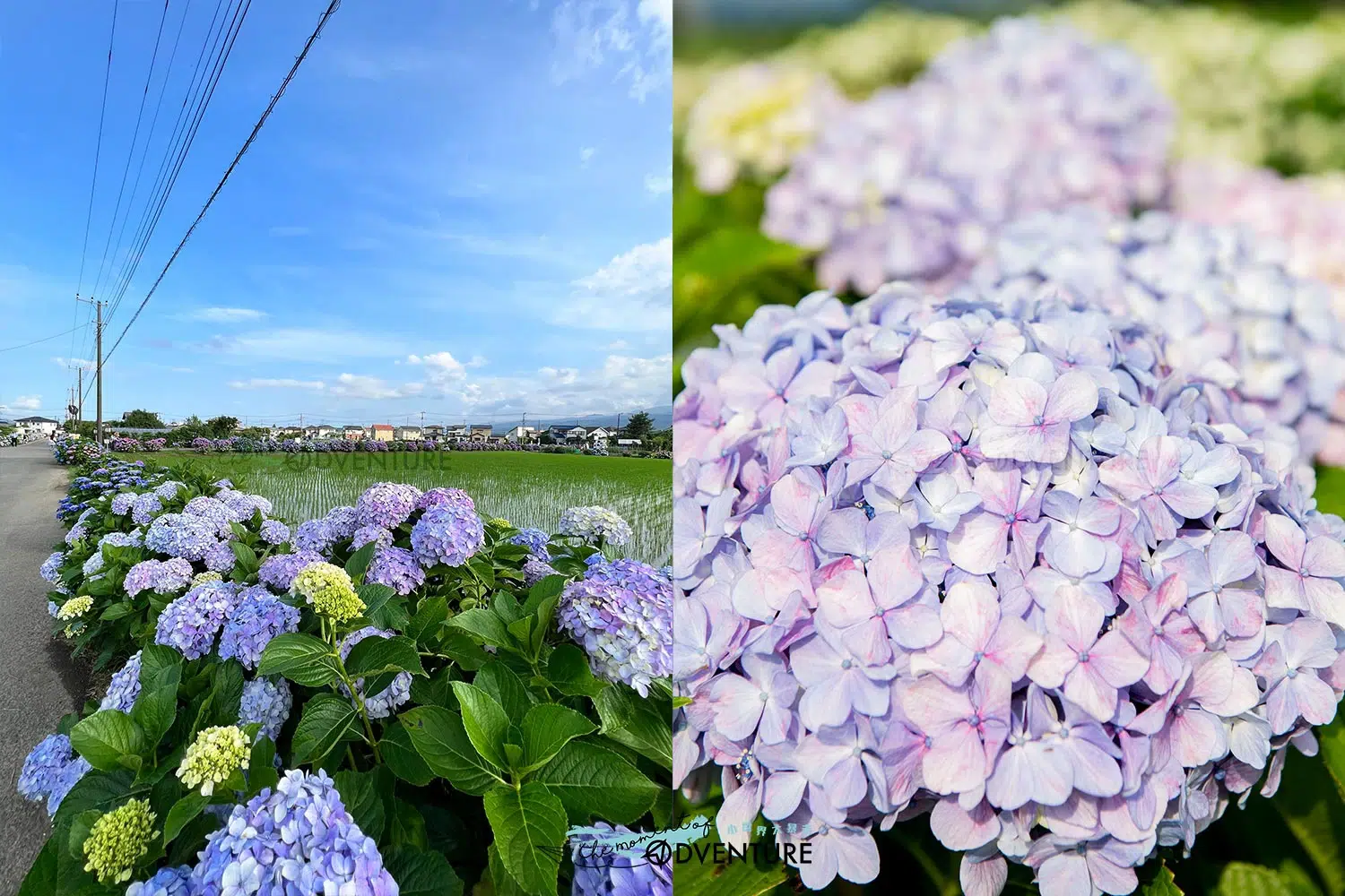 日本神奈川開成町あじさいの里紫陽花祭