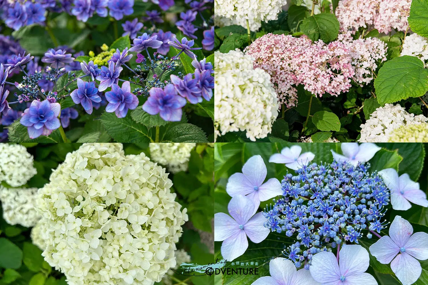 日本神奈川開成町あじさいの里紫陽球花祭