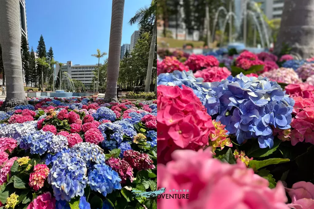 香港柴灣公園繡球花特別展出